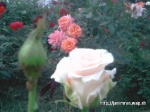 Imrankhan439 Flowers12